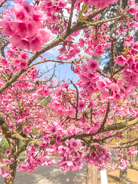 Beautiful sakura flower (cherry blossom) in spring. sakura tree flower on blue sky.