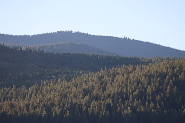 Forested Mountain Ridges - Late Afternoon Light - Clear Skies -Tahoe National Forest - Sierra County, CA - August - Landscape Photography