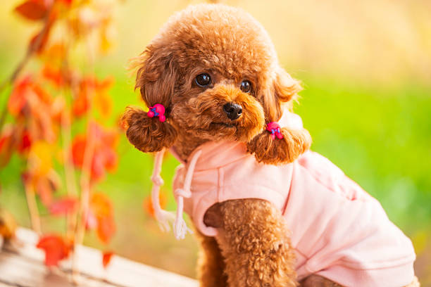 A toy poodle in autumn, beautiful autumn leaves