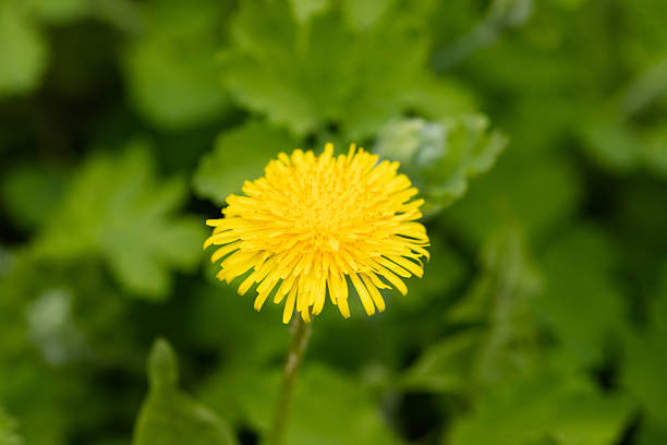 Yellow dandelion flowers in nature in spring.