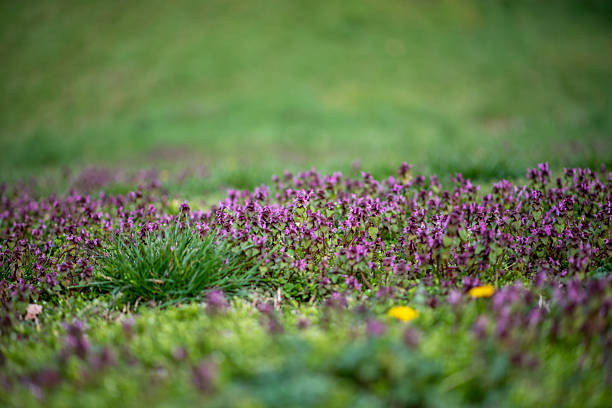 Purple wildflowers on a field during sunset.