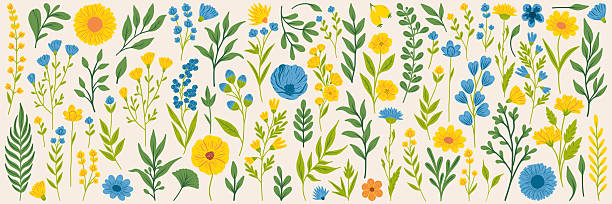 Spring flowers. Cartoon wildflowers chamomile, tulip and forget-me-not, cornflower and sage with leaves, floral botanical elements. Blossom of garden flower vector set.