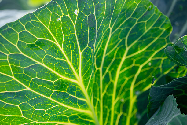 Cabbage leaf reveals a detailed network of bright yellow veins against a fresh green background, illustrating natural cellular patterns, healthy organic food, and botanical beauty