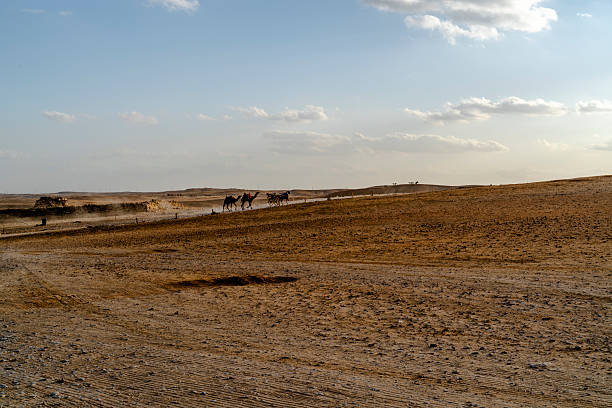 A caravan of camels on their way from the Ethiopian highlands into the Danakil Desert in Ethiopia. Every day several thousand camels are on the way to a place where the Afar people are braking plates of salt out of the ground - the traders are buying these salt-blocks and transporting themt with their caravans of camels and donkeys in 5 - 6 days back to the Highlands of Northern Ethiopia. 