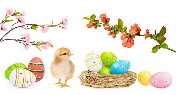 Cute fluffy chick standing among colorful painted Easter eggs, nest, and blooming spring branches, isolated on a white background with copy space for seasonal greeting design.