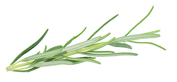 Fresh rosemary herb on a wooden  background. Top view rosemary with  copy space. Cooking concept