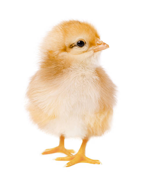 Fluffy Yellow Baby Chick Standing Isolated on White Background