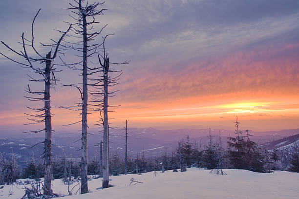 A photo of old trees taken in the mountains during winter at sunset