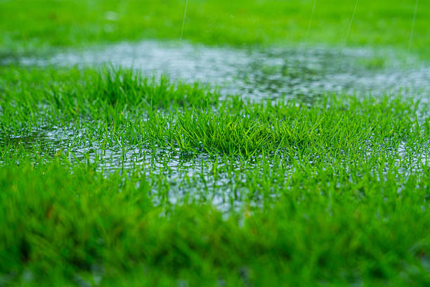 Rain day,rain falling on green new grass
