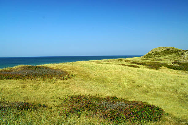Wide angle view of grassy dunes sloping towards the ocean under bright sunlight. The composition emphasizes the undulating landscape and natural texture of the coastal environment. Vegetation creates a foreground element leading towards the sea.