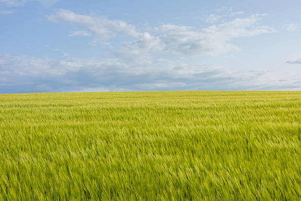 A large grassy field with trees and clouds in the background. Sky. Outdoor. Grass. Field. Clouds