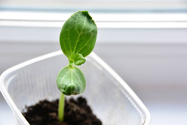 Young Green cucumber Plant Sprout in a Plastic Cup copy space