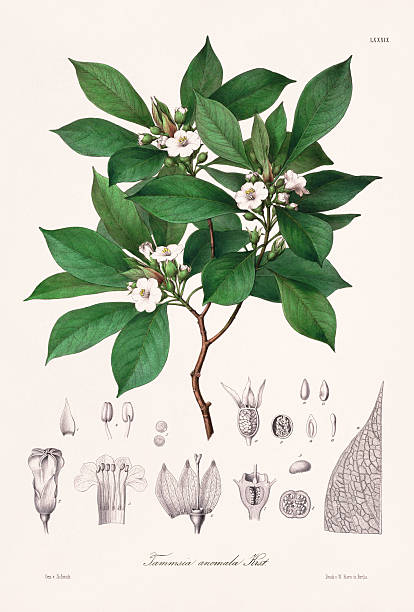 Botanical illustration showing tropical South American plants, detailed leaves and flowers. Berlin, 1861.