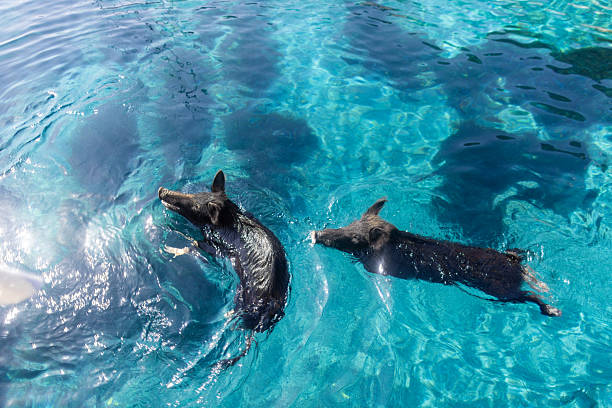 photo of twodolphins playing underwater