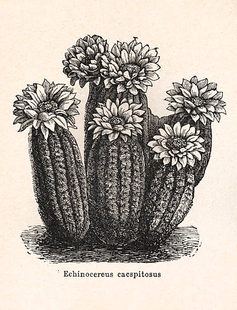 This vintage botanical illustration depicts Echinocereus Cacsitosus, a species of cactus, shown in detail. The image exhibits typical 19th-century scientific illustration techniques. The plant name, 