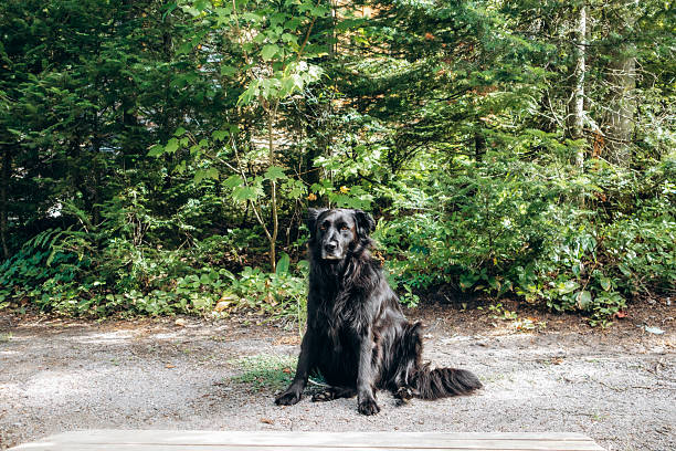 Friendly black dog sitting on forest path near Saguenay, Quebec