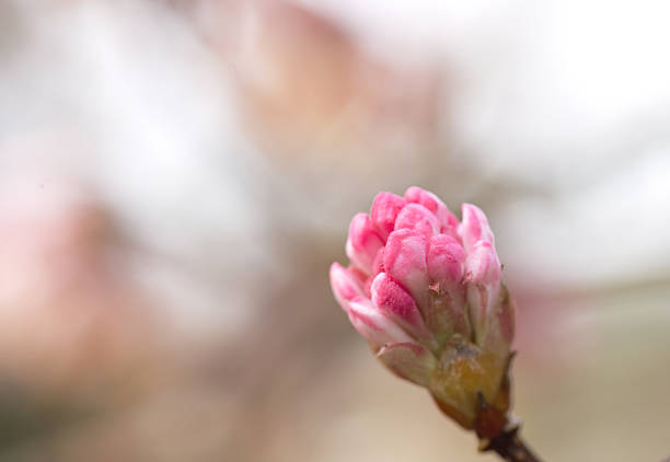 wonderful bud with opening pink petals, Flowering tree, branch with pink blossoms, tree with flowers, beige background, close-up of a pink bud,petals in spring