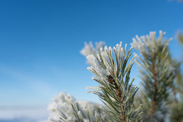 Close-up of frost crystals on evergreen needles captured in crisp winter light, ideal for seasonal backgrounds and nature content