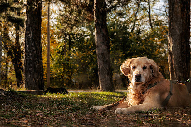 Golden retriever lying on grass in a sunlit autumn forest, looking directly at the camera.