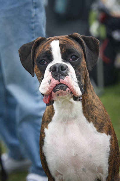 Boxer dog at the park looking around at the camera with his tongue out the side of his mouth