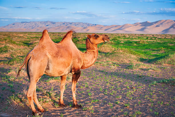 A two-humped Bactrian camel stands on sparse green grasses and sandy soil, bathed in warm late-afternoon sunlight. The animal wears a simple rope halter and gazes to the right, while sweeping sand dunes and low mountains fill the distant horizon under a blue sky with scattered clouds. The scene contrasts arid dunes with patches of vegetation, evoking remote desert wildlife and pastoral life.
