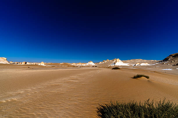 Wide desert scene with sand, chalk formations, and sparse vegetation in Egypt's White Desert near Farafra, showing resilience and extreme environmental conditions.