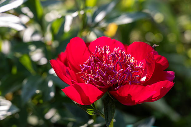 Herbaceous peony Walter Mains in flowers garden. High quality photo