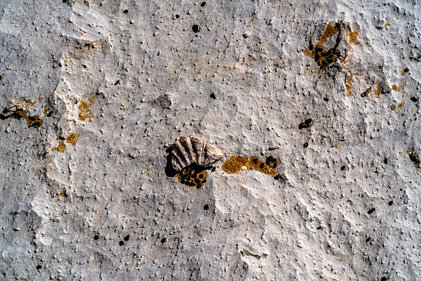 Close up of a marine fossil shell resting on pale limestone and sand in Egypt's White Desert near Farafra, highlighting geological time and erosion.