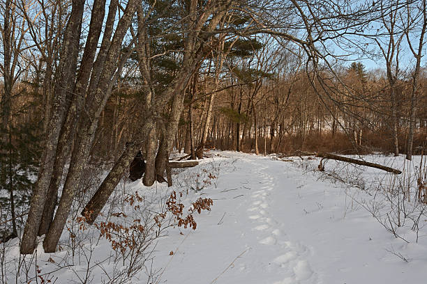 Tracks in deep snow on rail trail, midwinter. This section of trail is on the abandoned railbed of the Shepaug Valley Railroad, along a wild and scenic section of the Bantam River in Washington, Connecticut, a rural town in the Northwest Hills.