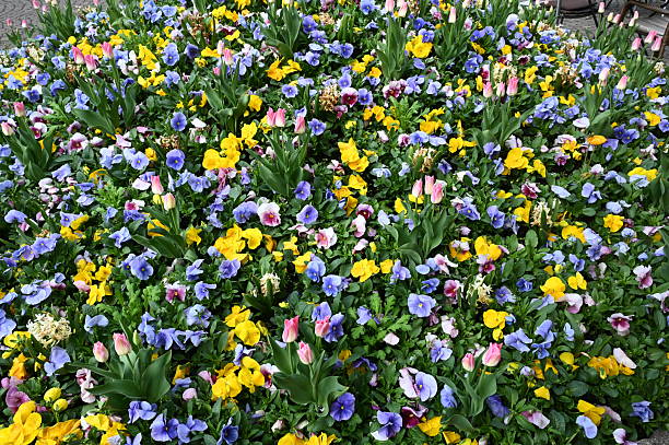 a flower bed with spring flowers