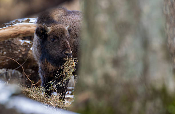 Young european bison (wisent) standing in a snowy forest, feeding on dry hay during the cold winter season