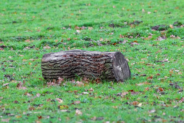 View of a dead tree without bark against the background of healthy trees