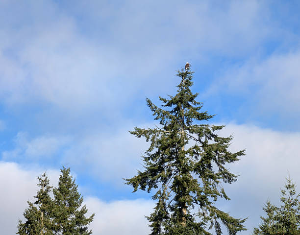 Low angle view of an eagle perched on a treetop in the Fleetwood-Tynehead neighbourhood of Surrey. Winter morning with clouds over Metro Vancouver.