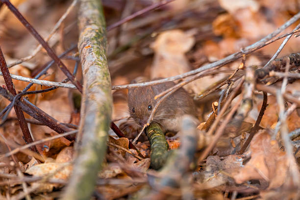 Small rodent camouflaged in leaves