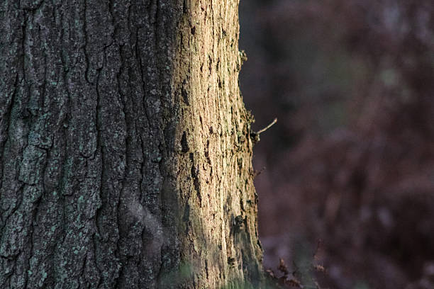 A close-up of a textured tree trunk with deeply fissured, greyish-brown bark. Warm sunlight highlights its rugged surface against a soft-focus green forest background, capturing nature's detail.