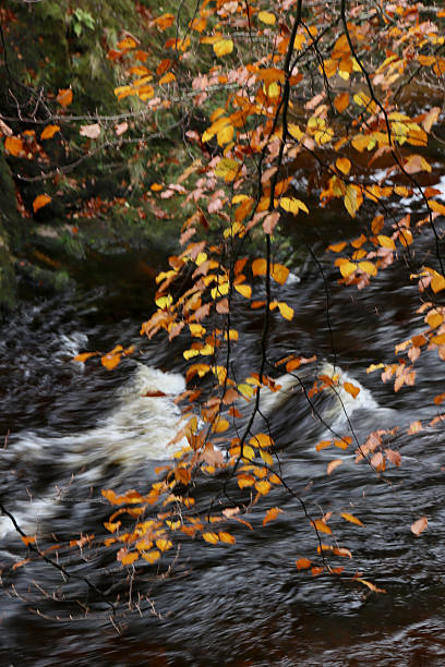 Golden leaves in foreground with stream beyond