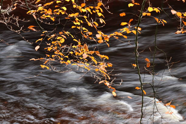 Golden leaves in foreground with stream beyond