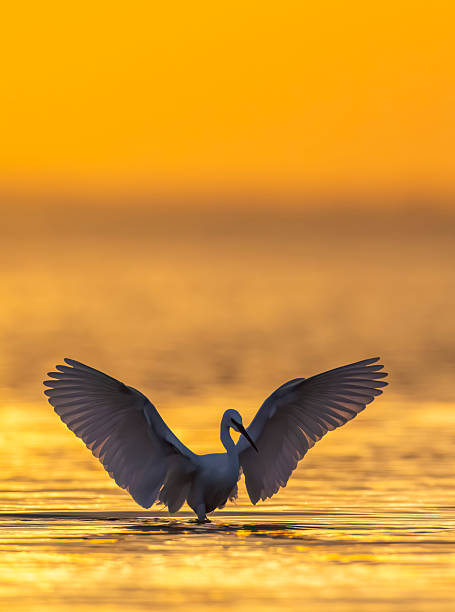 Little egret stands in calm water with wings spread during a beautiful orange sunset