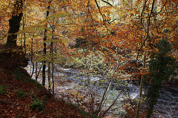 Woodland scene with autumn colours and stream