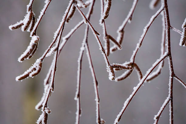Close-up of thin brown branches with hanging catkins covered in frost. The delicate ice crystals emphasize the cold winter atmosphere against a soft blurred background. Suitable for seasonal and nature concepts.