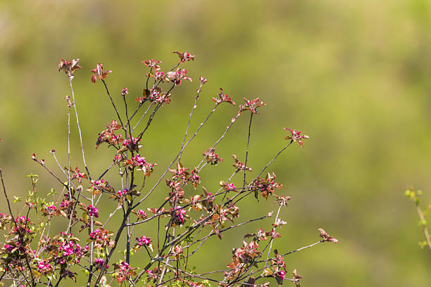 Pink blossoms blooming on branches against green background