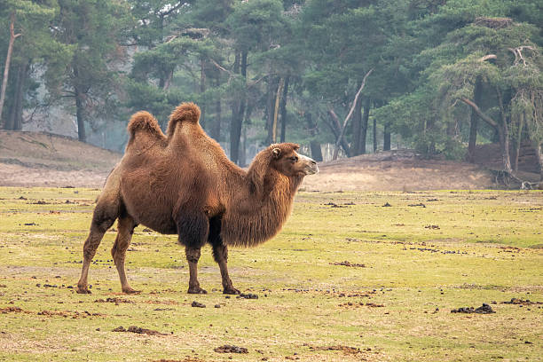 A solitary Bactrian camel stands in a wide grassy plain, framed by a line of trees. The tranquil scene conveys wildlife, nature, and calm solitude in a rural landscape.