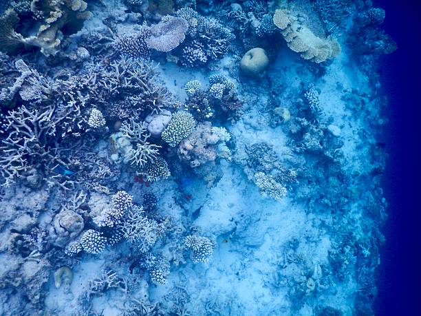 Tropical coral reef wall with hard corals and deep blue ocean drop off. Underwater seascape showing healthy reef ecosystem, marine biodiversity and reef slope structure.