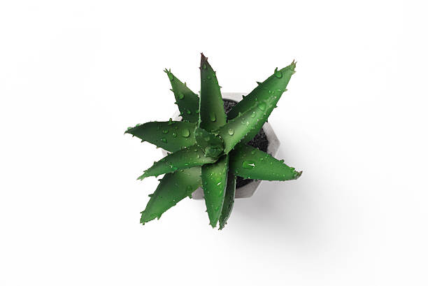 Aloe