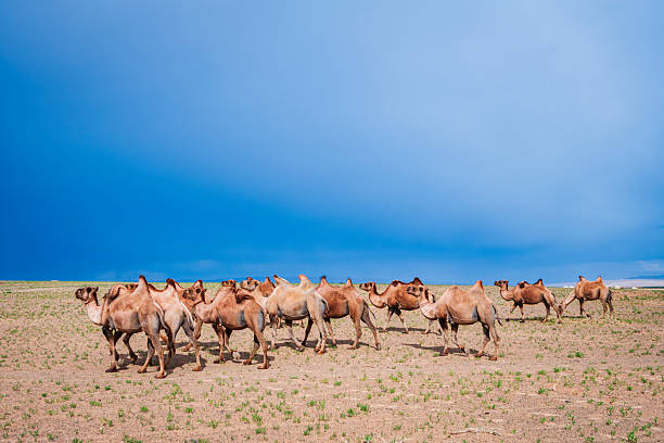 A herd of camels walks across a flat, sparsely vegetated desert plain beneath a vast, bright blue sky. The animals move in a loose group over sandy soil dotted with short green shoots, while the low horizon and sweeping sky emphasize the wide open landscape.
