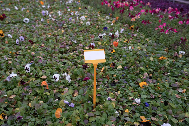 Landscape Plants that Adorn Parks and Junctions