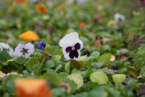 Landscape Plant Flower Production Area