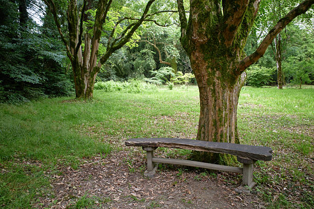 Silhouette of old tree trunks and a wooden bench in a deciduous park forest. Ecology, ecosystems, environmental protection, ecotourism, landscape.