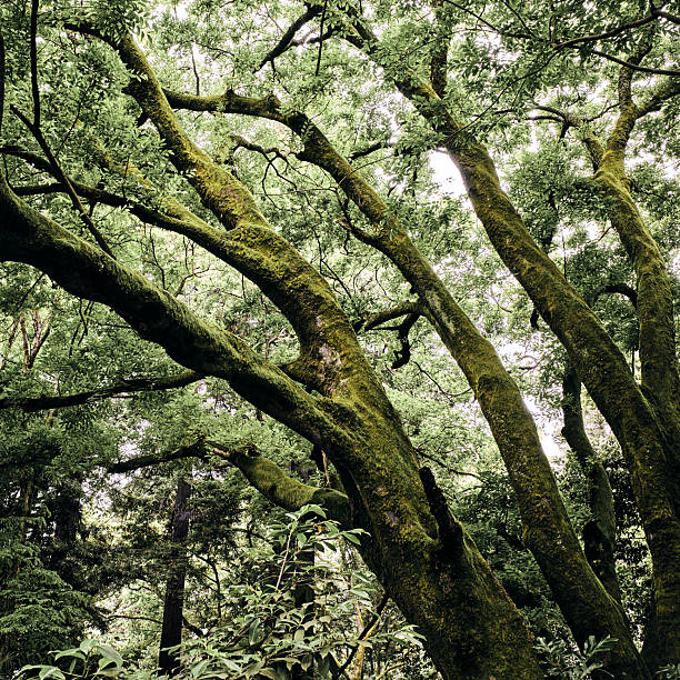 Silhouette of old tree trunks  in green deciduous forest in day.