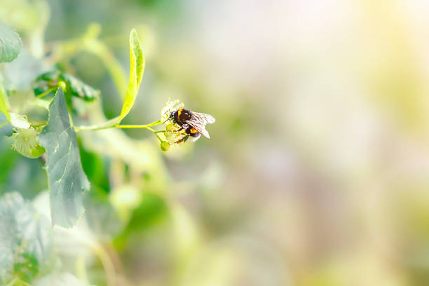 Bee engaged in pollination on a small flower surrounded by lush green leaves. The image captures the intricate details of the bee and the delicate petals in a serene natural setting.
